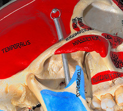 origin/insertion of mastication muscles