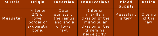 Masseter properties table