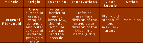 External pterygoid properties table